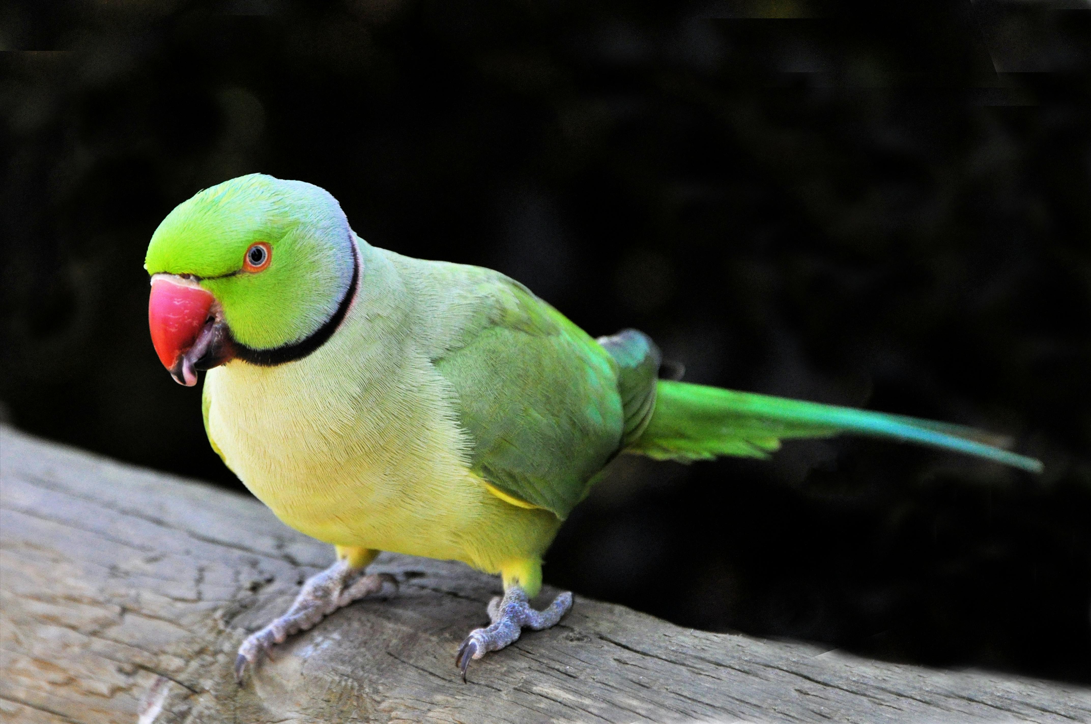 Parrot